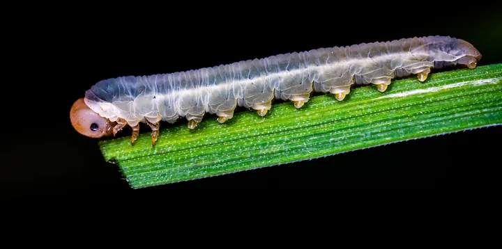 Tải Và Sử Dụng Hình Ảnh Sâu Larva Miễn Phí Cho Trẻ Em Và Designer (khác Biệt Với Ấu Trùng Côn Trùng) Tải Và Sử Dụng Hình Ảnh Sâu Larva Miễn Phí Cho Trẻ Em Và Designer (khác Biệt Với Ấu Trùng Côn Trùng)