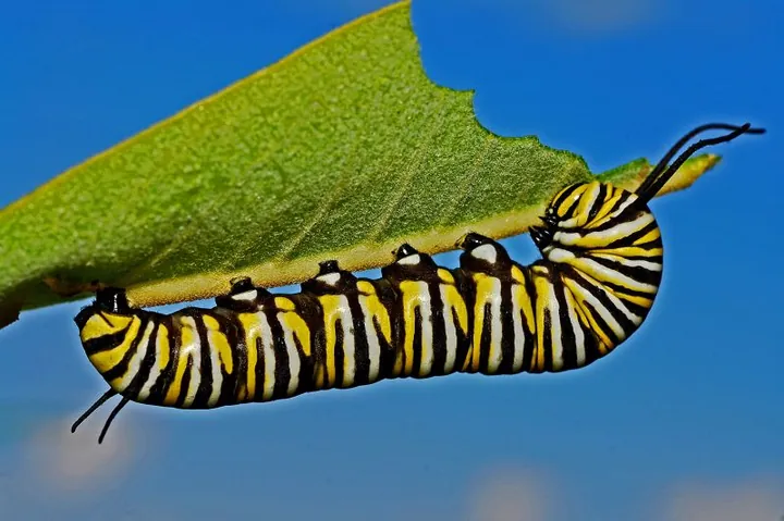 Tải Và Sử Dụng Hình Ảnh Sâu Larva Miễn Phí Cho Trẻ Em Và Designer (khác Biệt Với Ấu Trùng Côn Trùng) Tải Và Sử Dụng Hình Ảnh Sâu Larva Miễn Phí Cho Trẻ Em Và Designer (khác Biệt Với Ấu Trùng Côn Trùng)