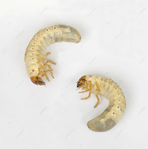 Tải Và Sử Dụng Hình Ảnh Sâu Larva Miễn Phí Cho Trẻ Em Và Designer (khác Biệt Với Ấu Trùng Côn Trùng) Tải Và Sử Dụng Hình Ảnh Sâu Larva Miễn Phí Cho Trẻ Em Và Designer (khác Biệt Với Ấu Trùng Côn Trùng)