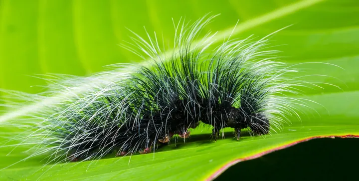Tải Và Sử Dụng Hình Ảnh Sâu Larva Miễn Phí Cho Trẻ Em Và Designer (khác Biệt Với Ấu Trùng Côn Trùng) Tải Và Sử Dụng Hình Ảnh Sâu Larva Miễn Phí Cho Trẻ Em Và Designer (khác Biệt Với Ấu Trùng Côn Trùng)