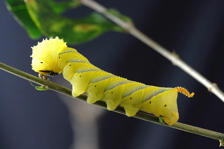 Tải Và Sử Dụng Hình Ảnh Sâu Larva Miễn Phí Cho Trẻ Em Và Designer (khác Biệt Với Ấu Trùng Côn Trùng) Tải Và Sử Dụng Hình Ảnh Sâu Larva Miễn Phí Cho Trẻ Em Và Designer (khác Biệt Với Ấu Trùng Côn Trùng)