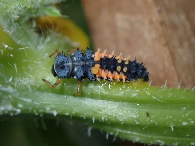 Tải Và Sử Dụng Hình Ảnh Sâu Larva Miễn Phí Cho Trẻ Em Và Designer (khác Biệt Với Ấu Trùng Côn Trùng) Tải Và Sử Dụng Hình Ảnh Sâu Larva Miễn Phí Cho Trẻ Em Và Designer (khác Biệt Với Ấu Trùng Côn Trùng)