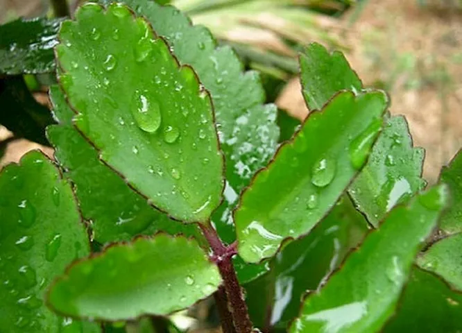 Giải Thích Hình Ảnh Sóng Đôi Là Gì, Cấu Trúc Và Ví Dụ Trong Văn Học Cho Học Sinh