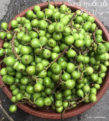 Xem Hình Ảnh Sung Muối Thực Tế & Cách Làm Giòn Ngon Tại Nhà Cho Người Mới Xem Hình Ảnh Sung Muối Thực Tế & Cách Làm Giòn Ngon Tại Nhà Cho Người Mới