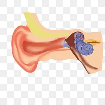 Khám Phá Hình Ảnh Tai Người: Cấu Tạo, Chức Năng Và Ý Nghĩa Tướng Số Cho Bạn Đọc Quan Tâm Khám Phá Hình Ảnh Tai Người: Cấu Tạo, Chức Năng Và Ý Nghĩa Tướng Số Cho Bạn Đọc Quan Tâm