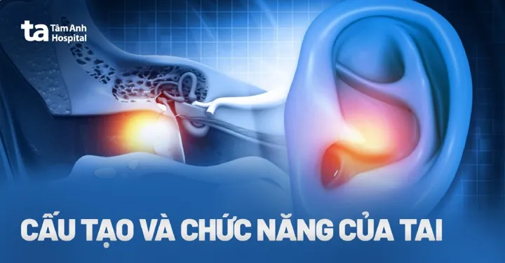 Khám Phá Hình Ảnh Tai Người: Cấu Tạo, Chức Năng Và Ý Nghĩa Tướng Số Cho Bạn Đọc Quan Tâm Khám Phá Hình Ảnh Tai Người: Cấu Tạo, Chức Năng Và Ý Nghĩa Tướng Số Cho Bạn Đọc Quan Tâm