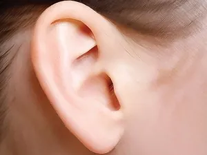 Khám Phá Hình Ảnh Tai Người: Cấu Tạo, Chức Năng Và Ý Nghĩa Tướng Số Cho Bạn Đọc Quan Tâm Khám Phá Hình Ảnh Tai Người: Cấu Tạo, Chức Năng Và Ý Nghĩa Tướng Số Cho Bạn Đọc Quan Tâm