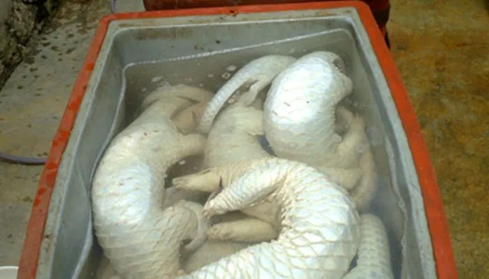 Khám Phá Bộ Sưu Tập Hình Ảnh Tê Tê Thực Tế Và Các Loài Tê Tê Cho Người Yêu Động Vật