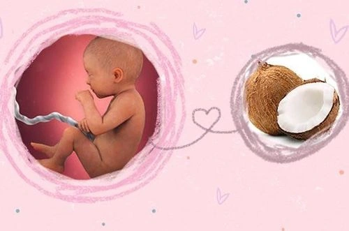 Hình Ảnh Thai Nhi 10 Tuần Trong Bụng Mẹ: Đánh Giá Sự Phát Triển, Dấu Hiệu Khỏe Mạnh & Cách Kiểm Tra Đúng Cách Cho Mẹ Bầu
