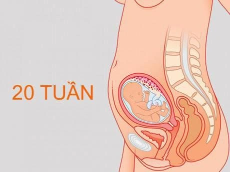 Hình Ảnh Thai Nhi 10 Tuần Trong Bụng Mẹ: Đánh Giá Sự Phát Triển, Dấu Hiệu Khỏe Mạnh & Cách Kiểm Tra Đúng Cách Cho Mẹ Bầu