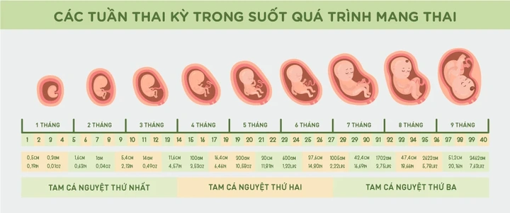 Hình Ảnh Thai Nhi 10 Tuần Trong Bụng Mẹ: Đánh Giá Sự Phát Triển, Dấu Hiệu Khỏe Mạnh & Cách Kiểm Tra Đúng Cách Cho Mẹ Bầu