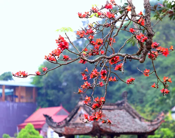 Tải Hình Ảnh Tháng 3 Đẹp Nhất Kèm Ảnh Bìa Facebook Cho Người Dùng Mạng Xã Hội