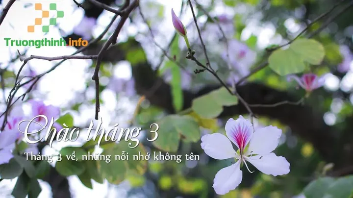 Tải Hình Ảnh Tháng 3 Đẹp Nhất Kèm Ảnh Bìa Facebook Cho Người Dùng Mạng Xã Hội