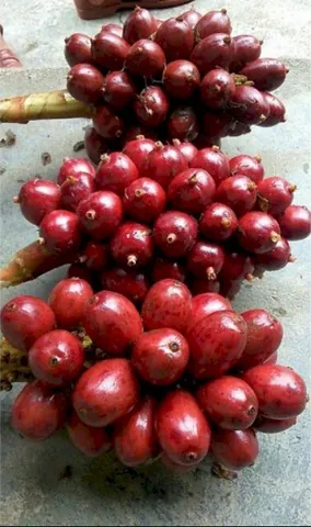 Tải Hình Ảnh Thảo Quả Thật Đa Dạng: Từ Hạt Đến Cây Cho Người Sưu Tầm Ảnh