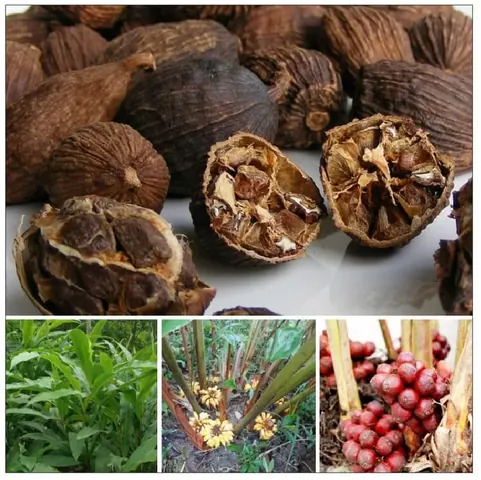 Tải Hình Ảnh Thảo Quả Thật Đa Dạng: Từ Hạt Đến Cây Cho Người Sưu Tầm Ảnh