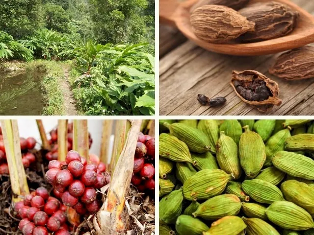 Tải Hình Ảnh Thảo Quả Thật Đa Dạng: Từ Hạt Đến Cây Cho Người Sưu Tầm Ảnh