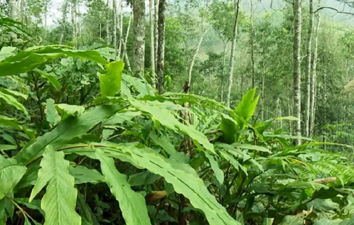 Tải Hình Ảnh Thảo Quả Thật Đa Dạng: Từ Hạt Đến Cây Cho Người Sưu Tầm Ảnh