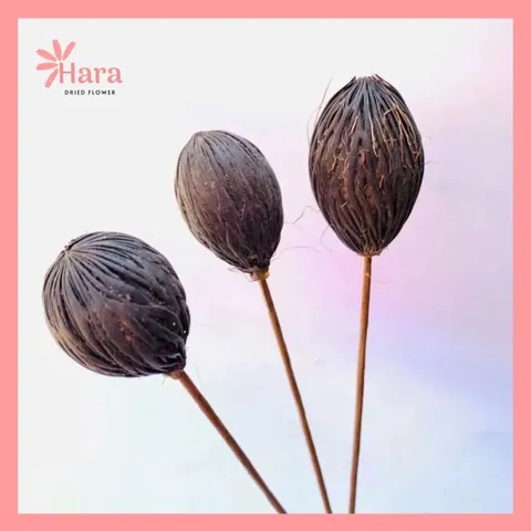 Tải Hình Ảnh Thảo Quả Thật Đa Dạng: Từ Hạt Đến Cây Cho Người Sưu Tầm Ảnh
