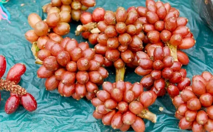 Tải Hình Ảnh Thảo Quả Thật Đa Dạng: Từ Hạt Đến Cây Cho Người Sưu Tầm Ảnh