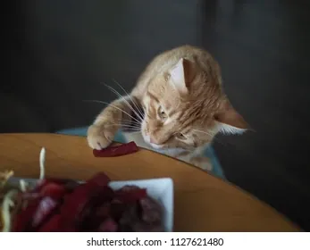 Xem Và Tải Hình Ảnh Thịt Mèo Miễn Phí Bản Quyền Cho Nhà Sáng Tạo Nội Dung Từ Kho Ảnh Shutterstock Và Istock