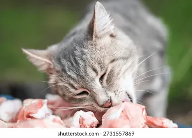 Xem Và Tải Hình Ảnh Thịt Mèo Miễn Phí Bản Quyền Cho Nhà Sáng Tạo Nội Dung Từ Kho Ảnh Shutterstock Và Istock