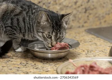 Xem Và Tải Hình Ảnh Thịt Mèo Miễn Phí Bản Quyền Cho Nhà Sáng Tạo Nội Dung Từ Kho Ảnh Shutterstock Và Istock