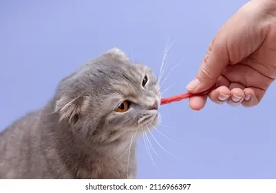 Xem Và Tải Hình Ảnh Thịt Mèo Miễn Phí Bản Quyền Cho Nhà Sáng Tạo Nội Dung Từ Kho Ảnh Shutterstock Và Istock