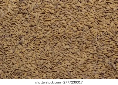 Tải Về Và Phân Loại Hình Ảnh Thóc Gạo: Cánh Đồng Lúa, Hạt Gạo Và Tranh Nghệ Thuật Cho Nhà Thiết Kế Tải Về Và Phân Loại Hình Ảnh Thóc Gạo: Cánh Đồng Lúa, Hạt Gạo Và Tranh Nghệ Thuật Cho Nhà Thiết Kế
