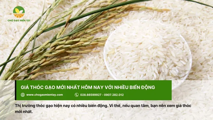 Tải Về Và Phân Loại Hình Ảnh Thóc Gạo: Cánh Đồng Lúa, Hạt Gạo Và Tranh Nghệ Thuật Cho Nhà Thiết Kế Tải Về Và Phân Loại Hình Ảnh Thóc Gạo: Cánh Đồng Lúa, Hạt Gạo Và Tranh Nghệ Thuật Cho Nhà Thiết Kế