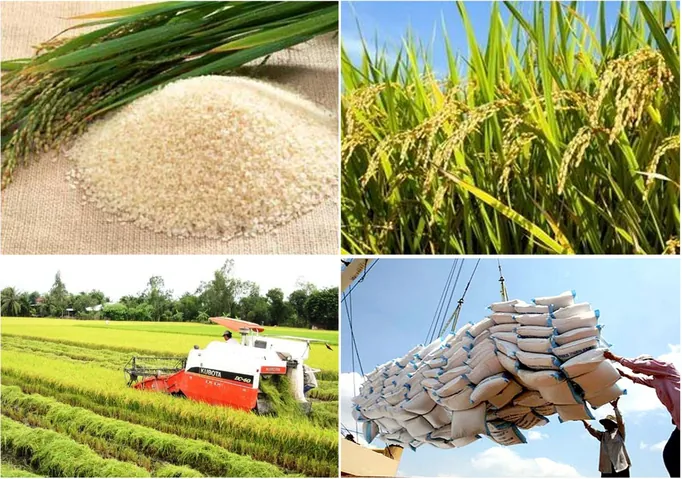 Tải Về Và Phân Loại Hình Ảnh Thóc Gạo: Cánh Đồng Lúa, Hạt Gạo Và Tranh Nghệ Thuật Cho Nhà Thiết Kế Tải Về Và Phân Loại Hình Ảnh Thóc Gạo: Cánh Đồng Lúa, Hạt Gạo Và Tranh Nghệ Thuật Cho Nhà Thiết Kế