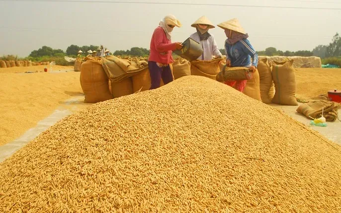 Tải Về Và Phân Loại Hình Ảnh Thóc Gạo: Cánh Đồng Lúa, Hạt Gạo Và Tranh Nghệ Thuật Cho Nhà Thiết Kế Tải Về Và Phân Loại Hình Ảnh Thóc Gạo: Cánh Đồng Lúa, Hạt Gạo Và Tranh Nghệ Thuật Cho Nhà Thiết Kế