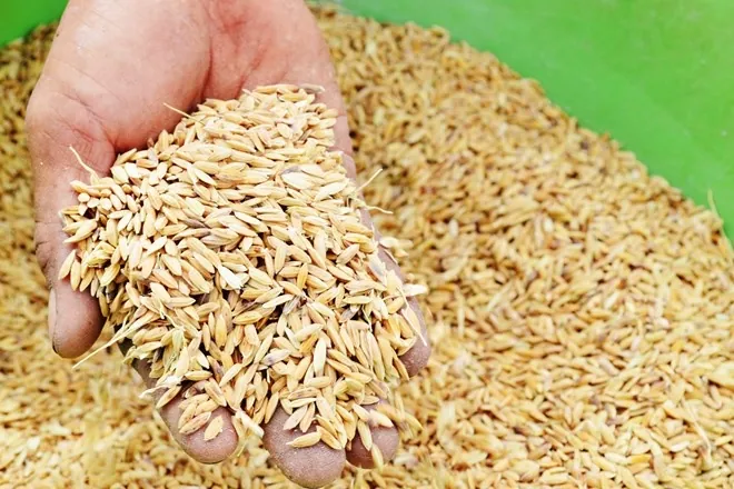 Tải Về Và Phân Loại Hình Ảnh Thóc Gạo: Cánh Đồng Lúa, Hạt Gạo Và Tranh Nghệ Thuật Cho Nhà Thiết Kế Tải Về Và Phân Loại Hình Ảnh Thóc Gạo: Cánh Đồng Lúa, Hạt Gạo Và Tranh Nghệ Thuật Cho Nhà Thiết Kế