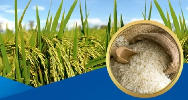 Tải Về Và Phân Loại Hình Ảnh Thóc Gạo: Cánh Đồng Lúa, Hạt Gạo Và Tranh Nghệ Thuật Cho Nhà Thiết Kế Tải Về Và Phân Loại Hình Ảnh Thóc Gạo: Cánh Đồng Lúa, Hạt Gạo Và Tranh Nghệ Thuật Cho Nhà Thiết Kế
