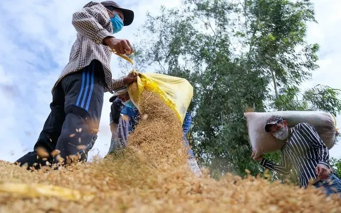 Tải Về Và Phân Loại Hình Ảnh Thóc Gạo: Cánh Đồng Lúa, Hạt Gạo Và Tranh Nghệ Thuật Cho Nhà Thiết Kế Tải Về Và Phân Loại Hình Ảnh Thóc Gạo: Cánh Đồng Lúa, Hạt Gạo Và Tranh Nghệ Thuật Cho Nhà Thiết Kế
