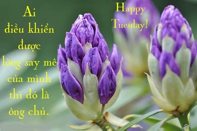 Tải Bộ Hình Ảnh Thứ Ba Đẹp Và Ý Nghĩa Cho Gia Đình Và Bạn Bè