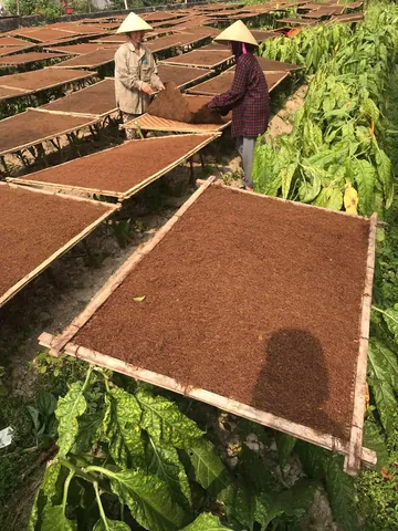 Khám Phá Hình Ảnh Thuốc Lào Đẹp Và Điếu Cày Truyền Thống Cho Người Yêu Văn Hóa Quê