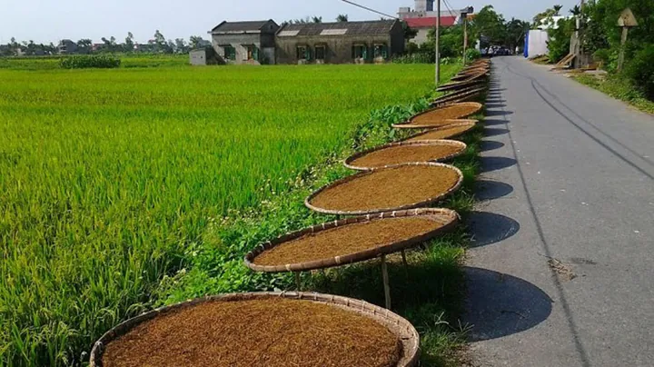 Khám Phá Hình Ảnh Thuốc Lào Đẹp Và Điếu Cày Truyền Thống Cho Người Yêu Văn Hóa Quê
