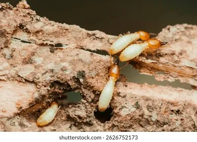 Xem Hình Ảnh Tổ Mối Trong Nhà Và Cách Nhận Biết Ổ Mối Cho Chủ Nhà Xem Hình Ảnh Tổ Mối Trong Nhà Và Cách Nhận Biết Ổ Mối Cho Chủ Nhà