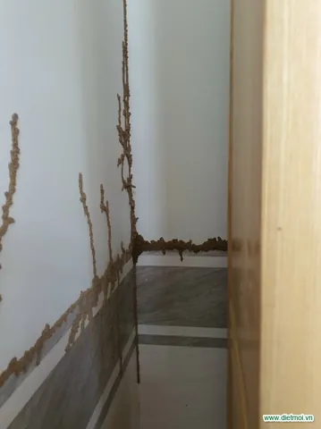 Xem Hình Ảnh Tổ Mối Trong Nhà Và Cách Nhận Biết Ổ Mối Cho Chủ Nhà Xem Hình Ảnh Tổ Mối Trong Nhà Và Cách Nhận Biết Ổ Mối Cho Chủ Nhà