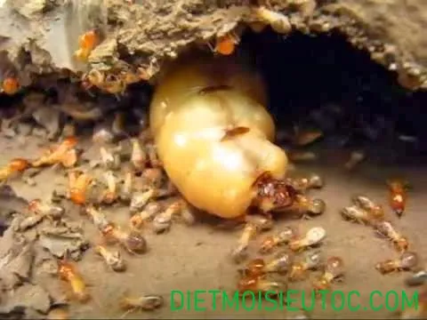 Xem Hình Ảnh Tổ Mối Trong Nhà Và Cách Nhận Biết Ổ Mối Cho Chủ Nhà Xem Hình Ảnh Tổ Mối Trong Nhà Và Cách Nhận Biết Ổ Mối Cho Chủ Nhà