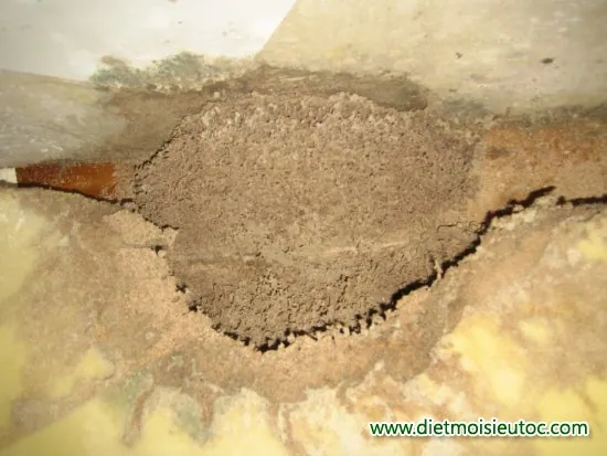 Xem Hình Ảnh Tổ Mối Trong Nhà Và Cách Nhận Biết Ổ Mối Cho Chủ Nhà Xem Hình Ảnh Tổ Mối Trong Nhà Và Cách Nhận Biết Ổ Mối Cho Chủ Nhà