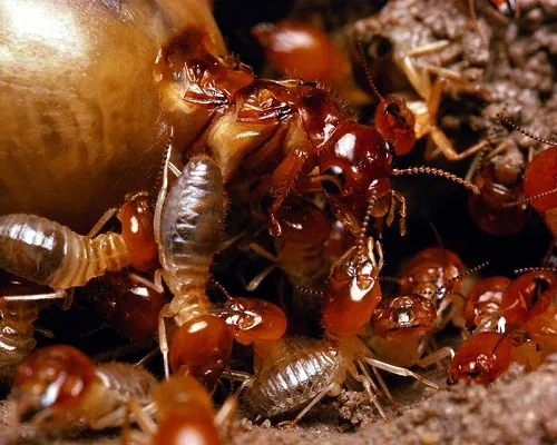 Xem Hình Ảnh Tổ Mối Trong Nhà Và Cách Nhận Biết Ổ Mối Cho Chủ Nhà Xem Hình Ảnh Tổ Mối Trong Nhà Và Cách Nhận Biết Ổ Mối Cho Chủ Nhà
