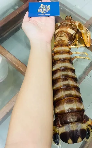 Xem Hình Ảnh Tôm Tích Và Phân Biệt Tôm Tích Thịt Với Tôm Tích Gạch Cho Người Mua Hải Sản