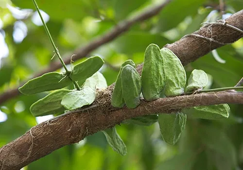 Xem Và Tải Hình Ảnh Trái Mơ Đẹp, Miễn Phí Cho Người Thiết Kế