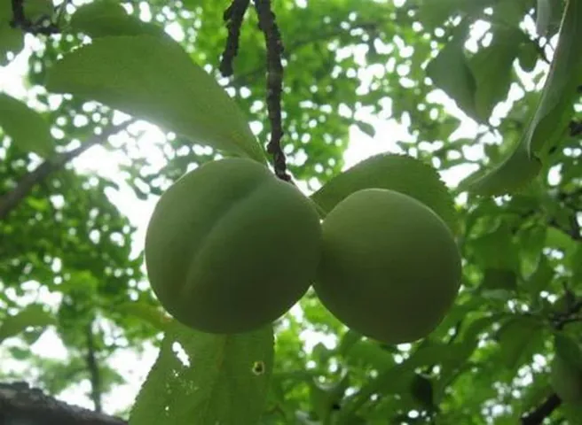 Xem Và Tải Hình Ảnh Trái Mơ Đẹp, Miễn Phí Cho Người Thiết Kế