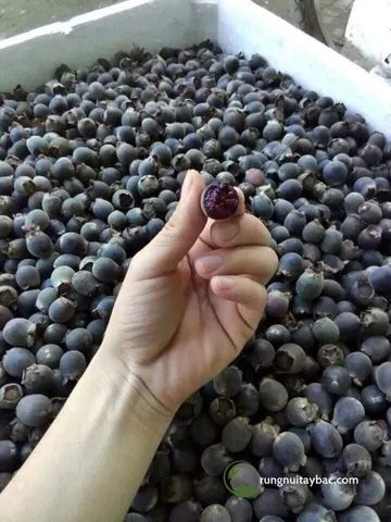 Khám Phá Hình Ảnh Trái Sim Rừng: Đặc Điểm, Phân Loại Và So Sánh Sim Ta Với Sim Tây Cho Người Nuôi Trồng