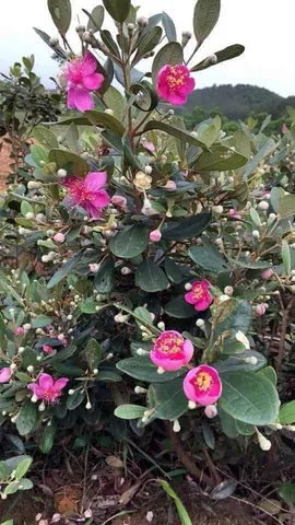 Khám Phá Hình Ảnh Trái Sim Rừng: Đặc Điểm, Phân Loại Và So Sánh Sim Ta Với Sim Tây Cho Người Nuôi Trồng