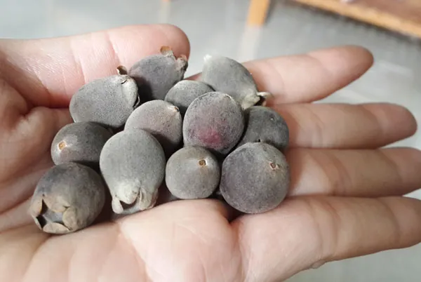 Khám Phá Hình Ảnh Trái Sim Rừng: Đặc Điểm, Phân Loại Và So Sánh Sim Ta Với Sim Tây Cho Người Nuôi Trồng
