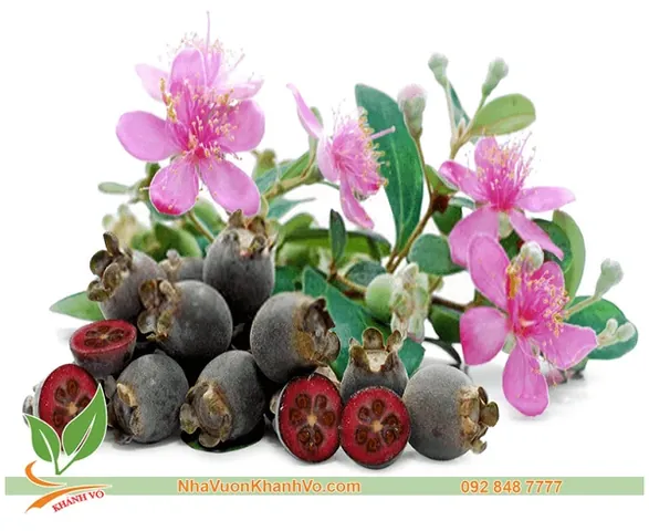 Khám Phá Hình Ảnh Trái Sim Rừng: Đặc Điểm, Phân Loại Và So Sánh Sim Ta Với Sim Tây Cho Người Nuôi Trồng