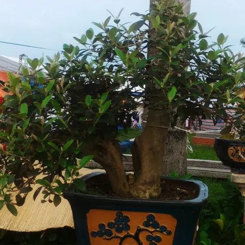 Khám Phá Hình Ảnh Trái Sim Rừng: Đặc Điểm, Phân Loại Và So Sánh Sim Ta Với Sim Tây Cho Người Nuôi Trồng